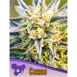 CONGO · Anesia Seeds · graines de cannabis  · Fem