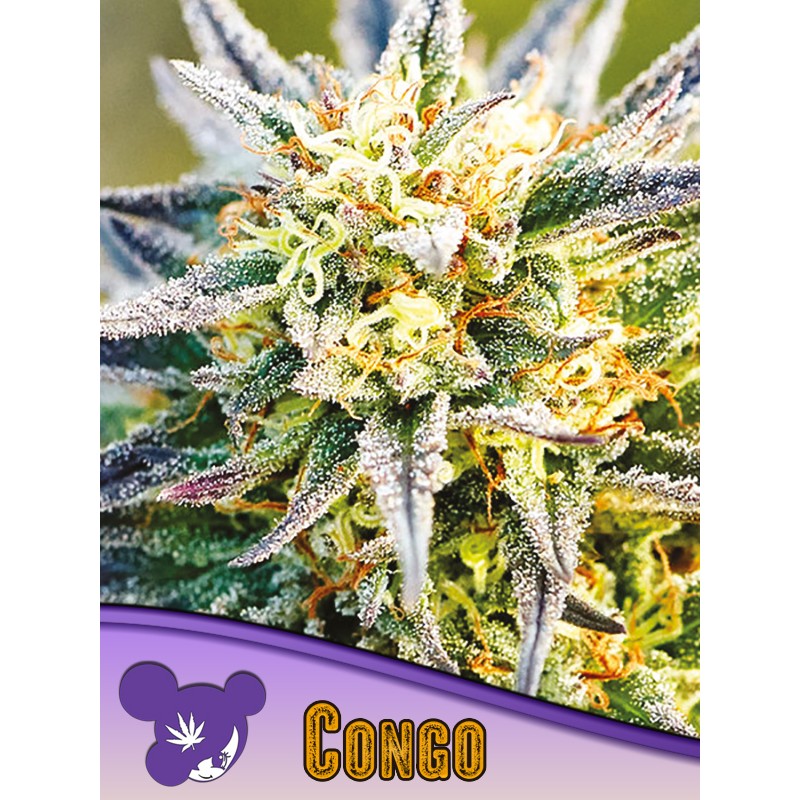CONGO · Anesia Seeds · sementes de maconha · Fem