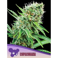 COPACOBANA · Anesia Seeds · cannabis seeds · Fem