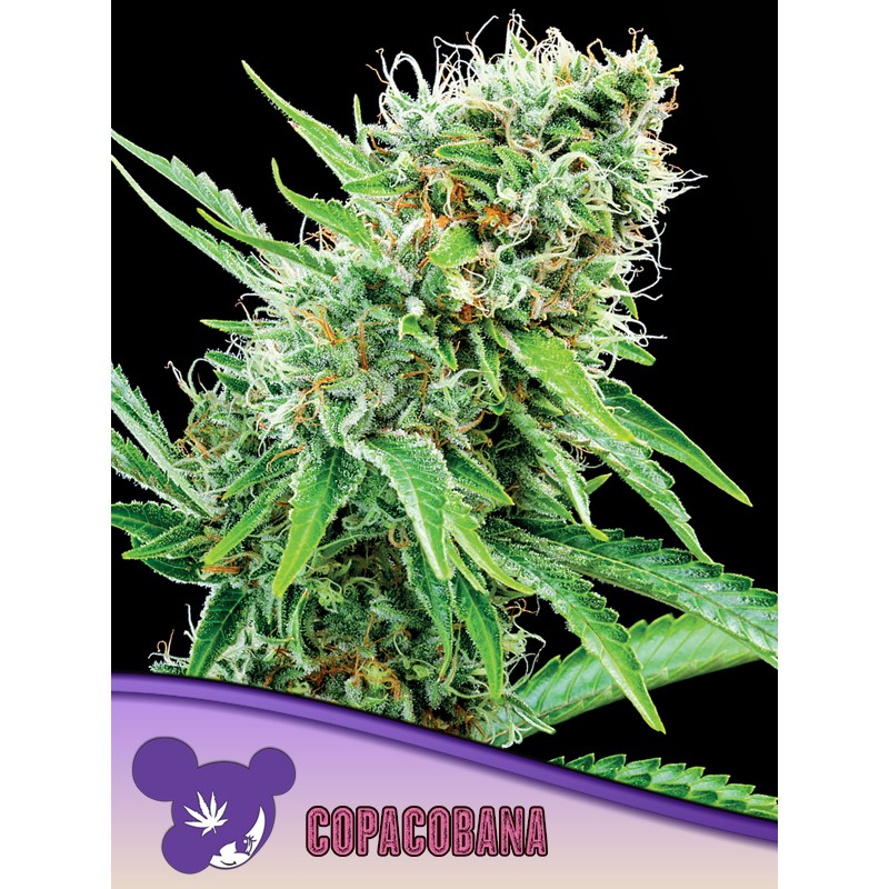 COPACOBANA · Anesia Seeds · cannabis samen · Fem