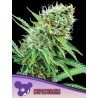 COPACOBANA · Anesia Seeds · kenevir tohum · Fem