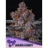 DANKBERRY · Anesia Seeds · graines de cannabis  · Fem