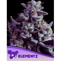 ELEMENTZ · Anesia Seeds · graines de cannabis  · Fem