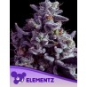 ELEMENTZ · Anesia Seeds · cannabis samen · Fem