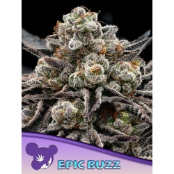 Achetez Epic Buzz d’Anesia Seeds : graines féminisées