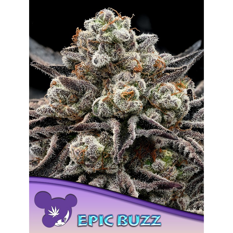 Epic Buzz von Anesia Seeds: feminisierte Samen (36,5 % THC, 70 % Indica)