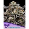 Epic Buzz von Anesia Seeds: feminisierte Samen (36,5 % THC, 70 % Indica)