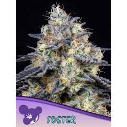FOSTER · Anesia Seeds · sementes de maconha · Fem