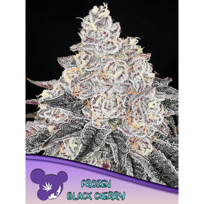FROZEN BLACK CHERRY · Anesia Seeds · graines de cannabis  · Fem