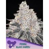 FROZEN BLACK CHERRY· Anesia Seeds · cannabis samen · Fem