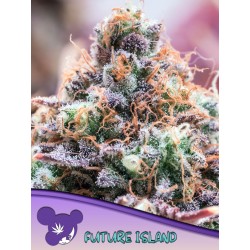 FUTURE ISLAND · Anesia Seeds · kenevir tohum · Fem