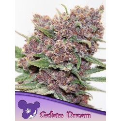 GELATO DREAM · Anesia Seeds · cannabis seeds · Fem