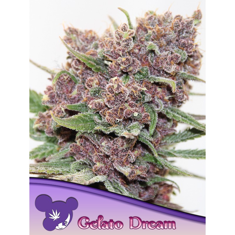 GELATO DREAM · Anesia Seeds · sementes de maconha · Fem
