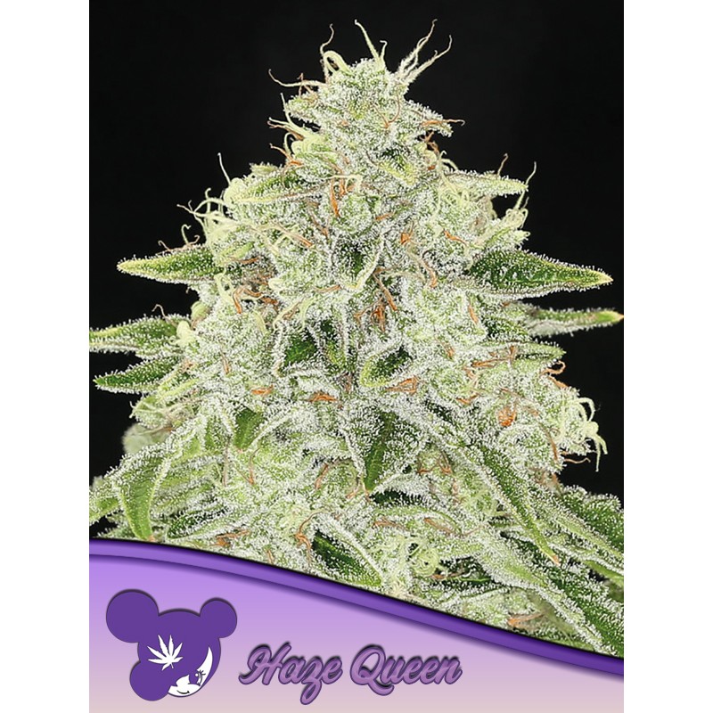 HAZE QUEEN · Anesia Seeds · kenevir tohum · Fem