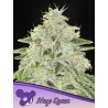 HAZE QUEEN · Anesia Seeds · graines de cannabis  · Fem