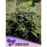 HINDU KUSH · Anesia Seeds · sementes de maconha · Fem
