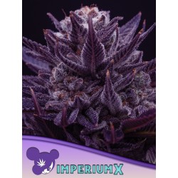IMPERIUM X · Anesia Seeds · sementes de maconha · Fem