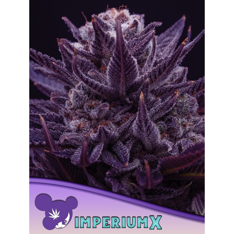 IMPERIUM X  · Anesia Seeds · cannabis samen · Fem