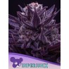 IMPERIUM X  · Anesia Seeds · graines de cannabis  · Fem