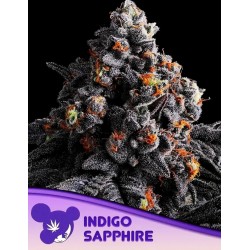INDIGO SAPPHIRE · Anesia Seeds · graines de cannabis  · Fem