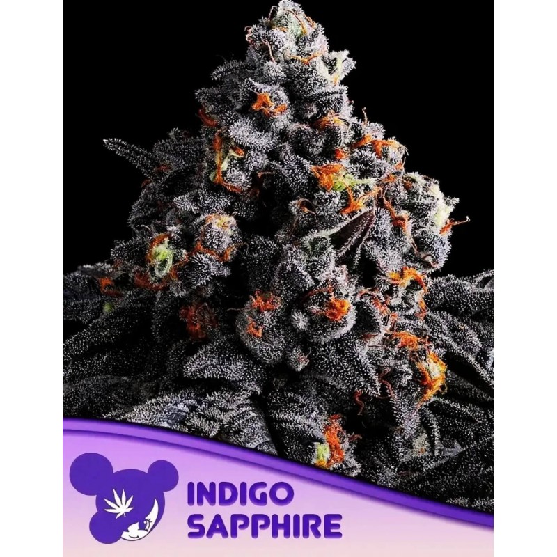 INDIGO SAPPHIRE · Anesia Seeds · graines de cannabis  · Fem