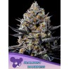 JEALOUSY DANKNESS · Anesia Seeds · cannabis seeds · Fem