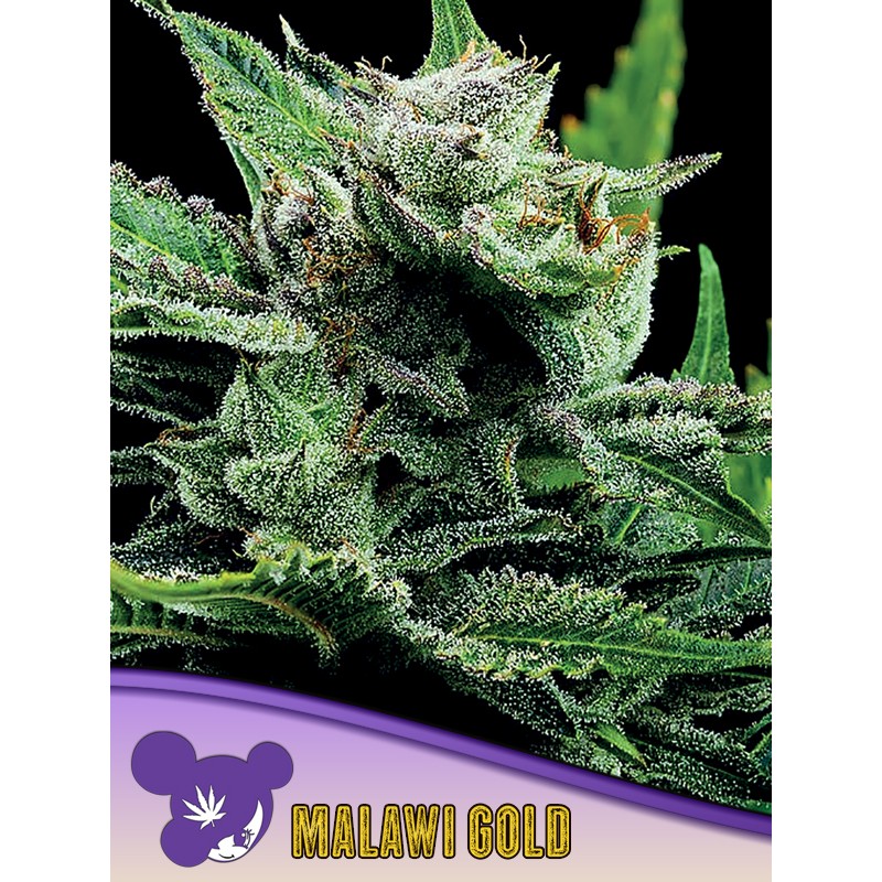 MALAWI GOLD · Anesia Seeds · cannabis samen · Fem