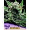 MALAWI GOLD · Anesia Seeds · cannabis samen · Fem