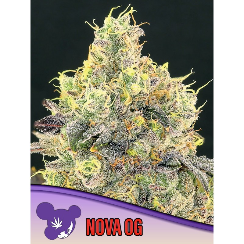 NOVA OG · Anesia Seeds · cannabis seeds · Fem