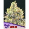 NOVA OG · Anesia Seeds · graines de cannabis  · Fem
