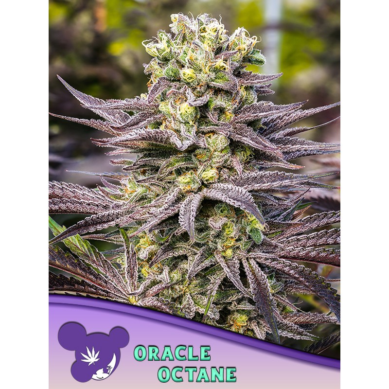 ORACLE OCTANE · Anesia Seeds · cannabis seeds · Fem