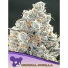 ORIGINAL GORILLA 4 · Anesia Seeds · cannabis samen · Fem