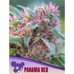 PANAMA RED · Anesia Seeds · cannabis samen · Fem