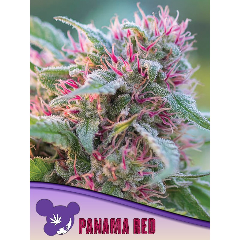 PANAMA RED · Anesia Seeds · cannabis samen · Fem