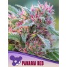 PANAMA RED · Anesia Seeds · cannabis samen · Fem