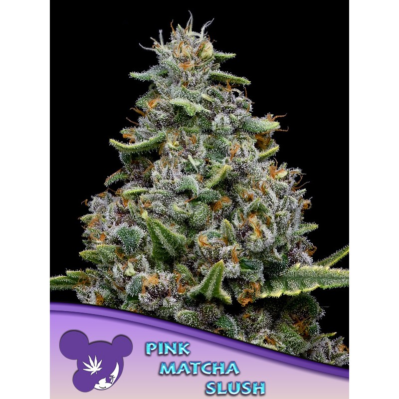 PINK MATCHA SLUSH · Anesia Seeds · kenevir tohum · Fem