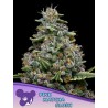 PINK MATCHA SLUSH · Anesia Seeds · cannabis seeds · Fem