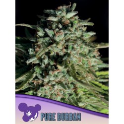 PURE DURBAN · Anesia Seeds · kenevir tohum · Fem