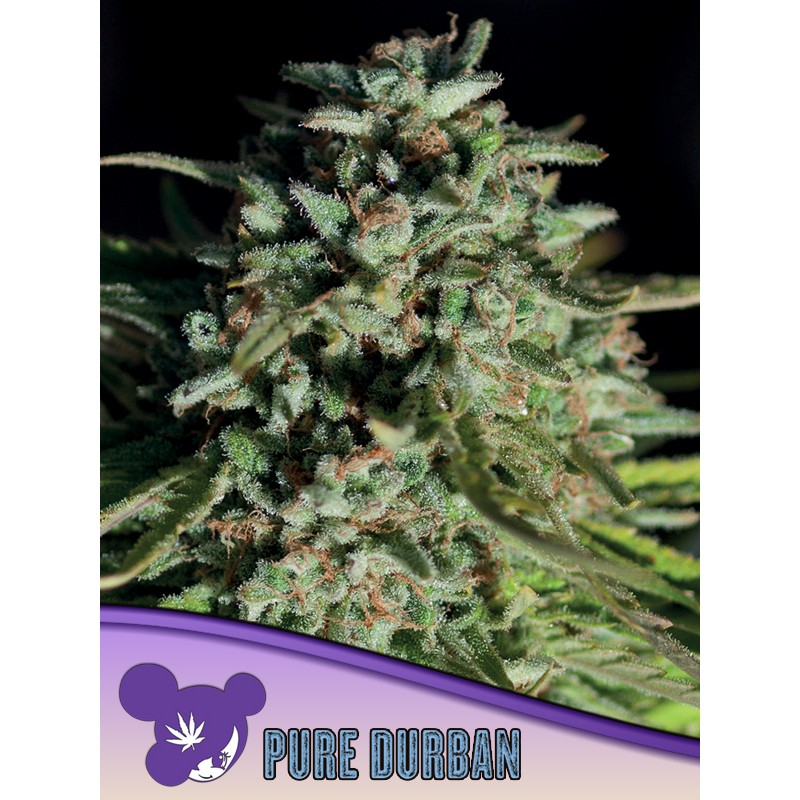 PURE DURBAN · Anesia Seeds · cannabis samen · Fem