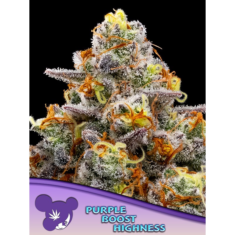 PURPLE BOOST HIGHNESS · Anesia Seeds · graines de cannabis  · Fem