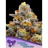 PURPLE BOOST HIGHNESS · Anesia Seeds · cannabis samen · Fem