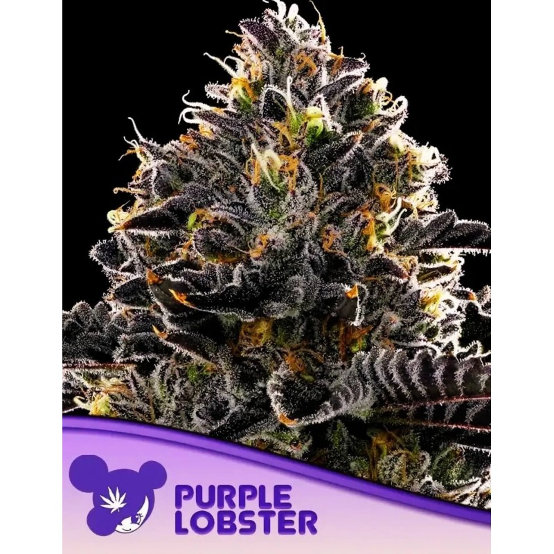 PURPLE LOBSTER · Anesia Seeds · cannabis samen · Fem