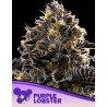 PURPLE LOBSTER · Anesia Seeds · cannabis seeds · Fem