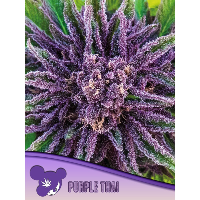 PURPLE THAI  · Anesia Seeds · cannabis seeds · Fem