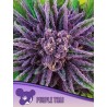 PURPLE THAI · Anesia Seeds · cannabis samen · Fem