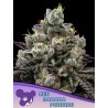 RED BANANA PUDDING · Anesia Seeds · graines de cannabis  · Fem