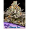 SLEEPY JOE  · Anesia Seeds · graines de cannabis  · Fem