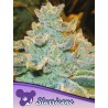 SLURRICANE · Anesia Seeds · graines de cannabis  · Fem