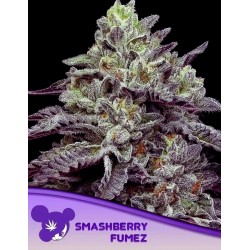 SMASHBERRY FUMEZ · Anesia Seeds · graines de cannabis  · Fem
