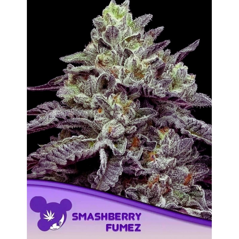 SMASHBERRY FUMEZ · Anesia Seeds · cannabis samen · Fem